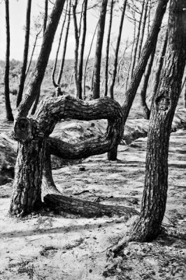 Tordu
Konica FS-1 - Tmax/rodinal - scan de néga
