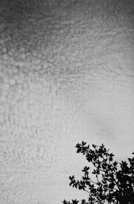 Compter les moutons...
Minox 35 GTE - Fuji SUPERIA 200@ périmée, dév Rodinal - scan de néga
Mots-clés: Minox GTE nuages