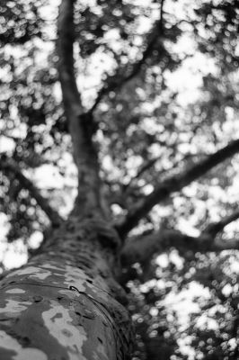 Collier
Nikon FE2 Hélios 44M 58mm - Tmax 100@ - scan de néga 
