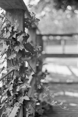 Lierre
Nikon FE2 Helios 44M 58mm - Tmax - Scan de néga
