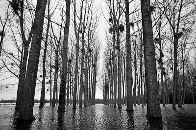 Peupleraie
Nikon FE2 24mm - TriX
