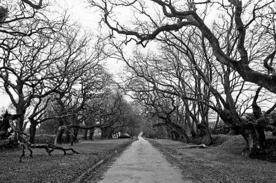 ...
Nikon FE2 24m - TriX
