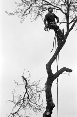 Ils marchent sur la forêt, ils sont de plus en plus laids...
Nikon FE2 105mm - TriX
