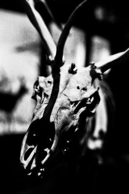 Museum d'histoire naturelle
Nikon FE2 50mm - triX 400@1600
