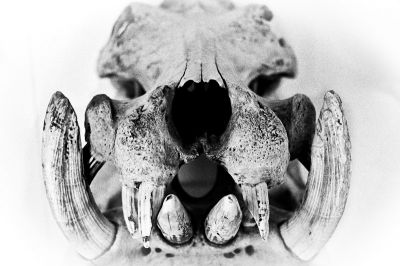 Museum d'histoire naturelle
Nikon FE2 50mm - triX 400@1600
