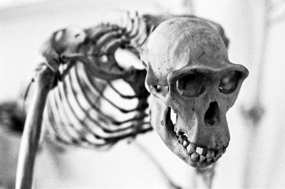 Museum d'histoire naturelle
Nikon FE2 50mm - TriX 400@1600
