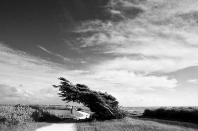 Arbre au vent... Oléron - Phare de Chassiron
Nikon FE2 mm & flitre orange - Superpan 200@
