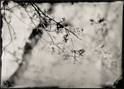 21 mars
Collodion - ambrotype 13x18cm

