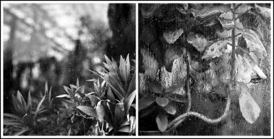 Jardin des plantes
Mamiya c330 80mm - Superpan 200
Mots-clés: Mamiya C330 superpan200@