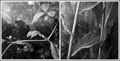 Jardin des plantes
Mamiya C330 80mm - Superpan 200@
Mots-clés: Mamiya C330 superpan200@