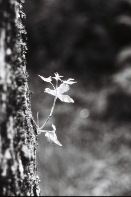 Bokeh (mais pas flogguillien) 

