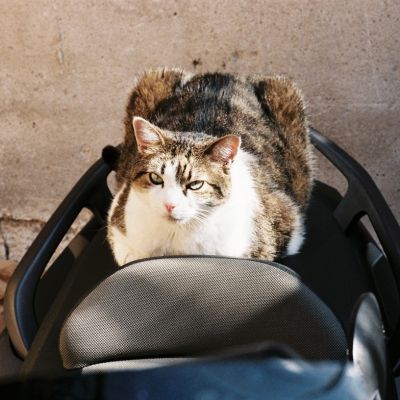 Chat moto
