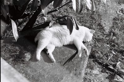 Chat
