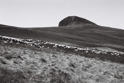 Moutons Banne d'Ordanche (1)
