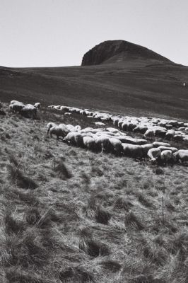 Moutons Banne d'Ordanche (2)

