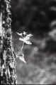 Bokeh_(1).JPG