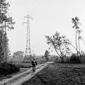 sous-bois_2.jpg