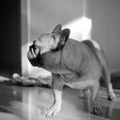 Alf
Rolleiflex 3.5 F Planar, Canoscan 9000F

