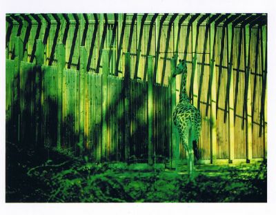 girafe verte
Mots-clés: girafe