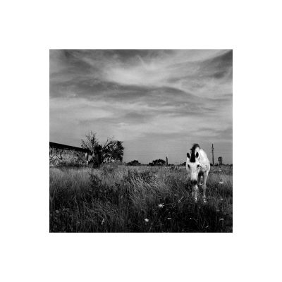 Cheval_aigues_mortes_foma100@100_Xtol_1+1_001_35mm.jpg