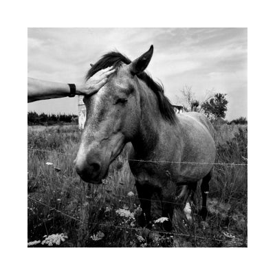 Cheval_aigues_mortes_foma100@100_Xtol_1+1_Film2_003.jpg