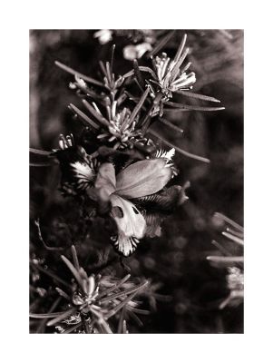 Iris_OM4_retro100_01.jpg