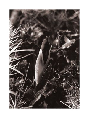 Iris_OM4_retro100_02.jpg