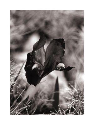 Iris_OM4_retro100_03.jpg