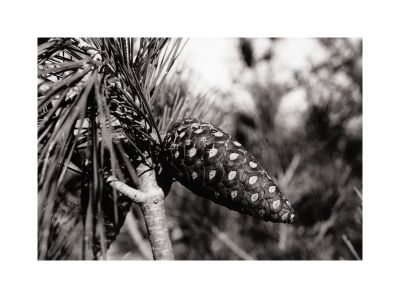 Pine_pin_OM4_retro100.jpg