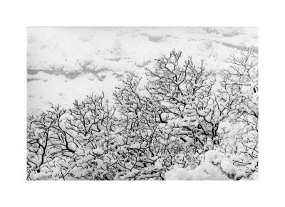 Sugiton_neige_OM4_TriX.jpg
