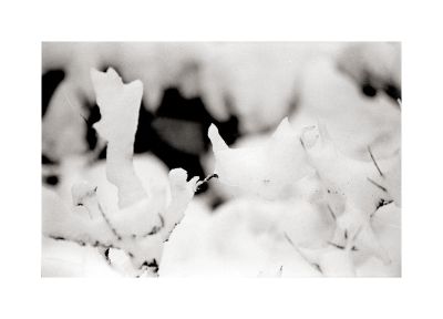 Sugiton_neige_OM4_TriX_02.jpg