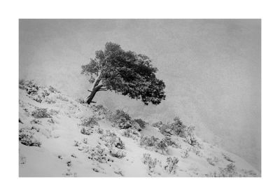 Sugiton_neige_OM4_TriX_03.jpg