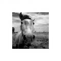 Cheval_aigues_mortes_foma100@100_Xtol_1+1_004_35mm.jpg
