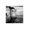 Cheval_aigues_mortes_foma100@100_Xtol_1+1_004_35mm~0.jpg