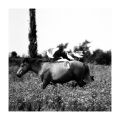 Cheval_aigues_mortes_foma100@100_Xtol_1+1_012.jpg