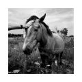 Cheval_aigues_mortes_foma100@100_Xtol_1+1_Film2_003.jpg