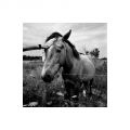 Cheval_aigues_mortes_foma100@100_Xtol_1+1_Film2_003_35mm.jpg