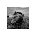 Cheval_aigues_mortes_foma100@100_Xtol_1+1_Film2_009_35.jpg