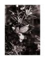 Iris_OM4_retro100_01.jpg