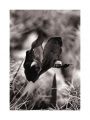 Iris_OM4_retro100_03.jpg