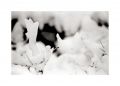 Sugiton_neige_OM4_TriX_02.jpg