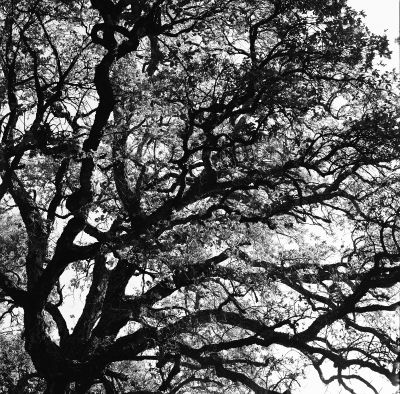 arbre.jpg