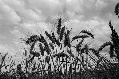 Champs de blé
Mots-clés: Canon AE1