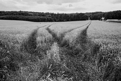 Fields of gold
Mots-clés: Canon AE1