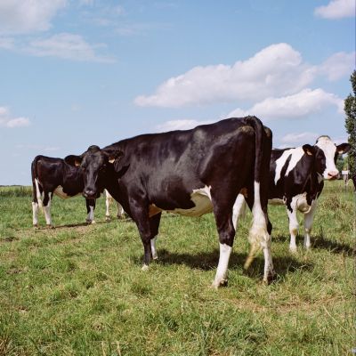 Les vaches
Mots-clés: mamiya C3