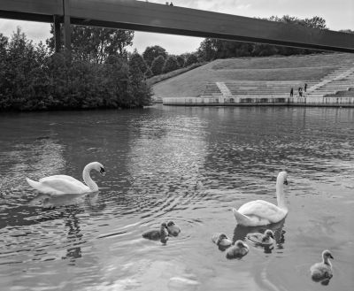 Baby cygnes
Mots-clés: mamiya rb
