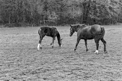 Les chevaux
Mots-clés: Nikon F4S