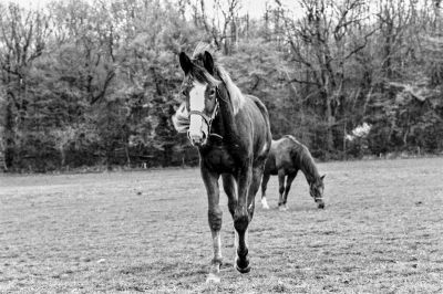 Les chevaux
Mots-clés: Nikon F4S