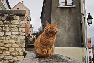 Le chat s'endort
