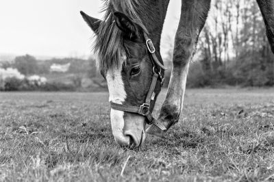 Les chevaux
Mots-clés: Nikon F4S